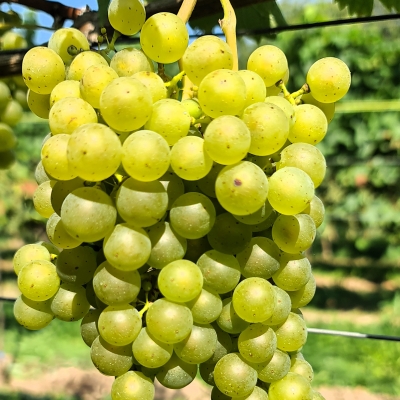 Felicia 20250812 112137